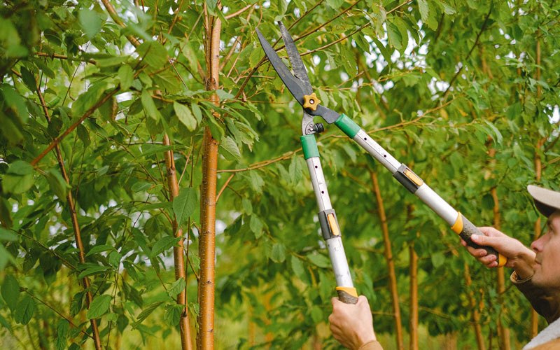 Tree trimming in Schaefferstown, PA